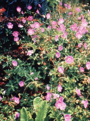 Geranium Rozanne