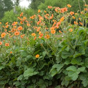 Geum Totally Tangerine™