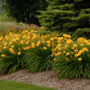 Hemerocallis Stella d'Oro