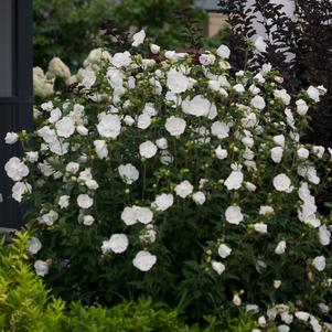 Hibiscus syriacus White Chiffon®