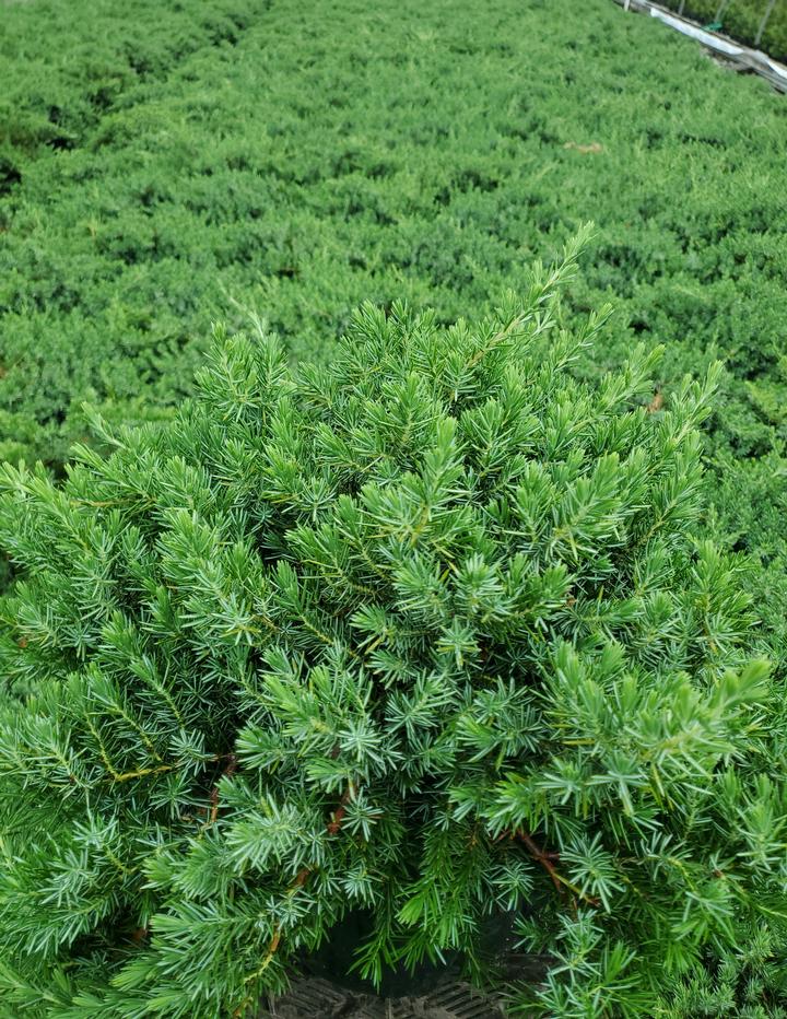 Juniperus conferta 'Blue Pacific'