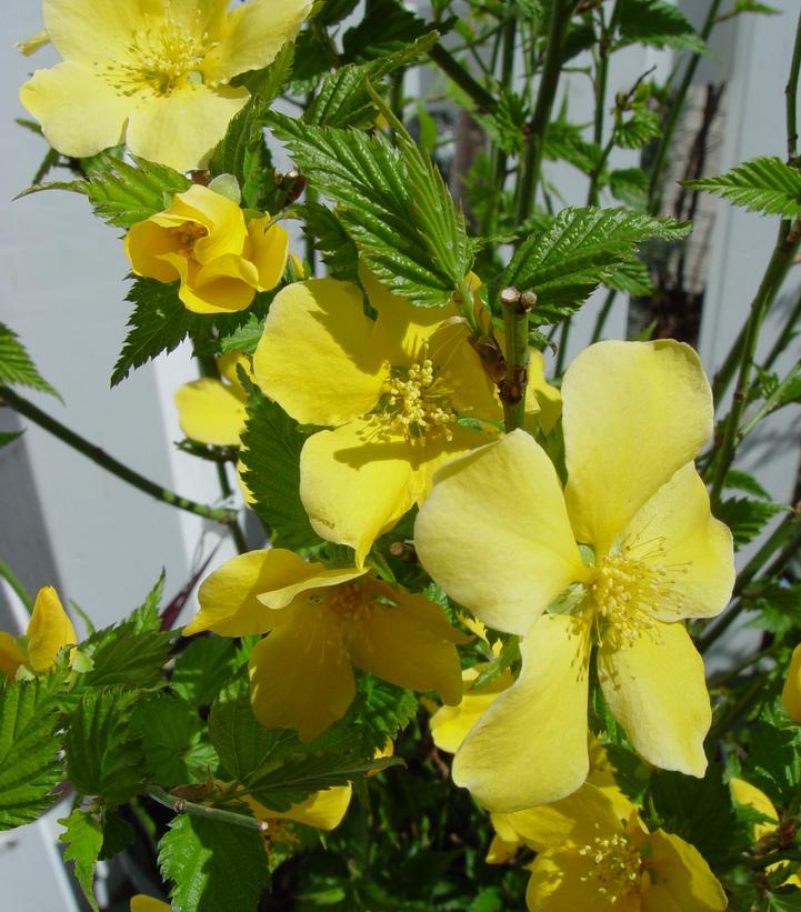 Kerria japonica Golden Guinea