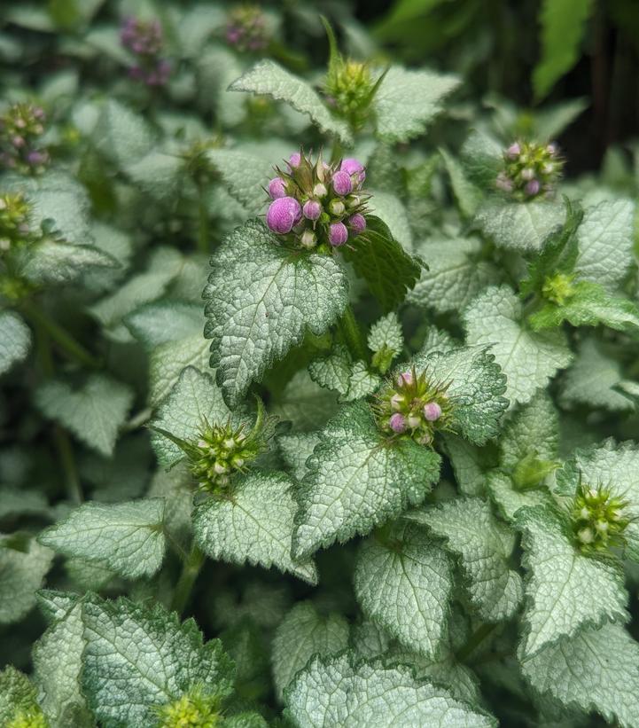 Lamium maculatum Orchid Frost