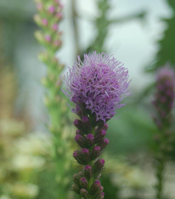 Liatris spicata Kobold Original