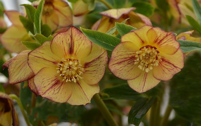 Helleborus Honeymoon® 'Tropical Sunset'