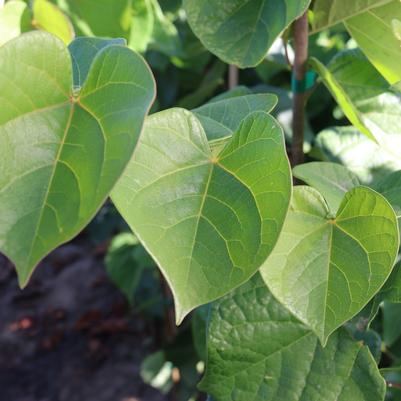 Cercis canadensis Northern Herald®