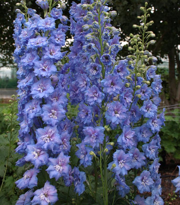 Delphinium x New Millennium™ 'Blue Lace'