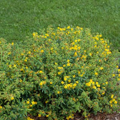 Hypericum kalmianum Blues Festival®