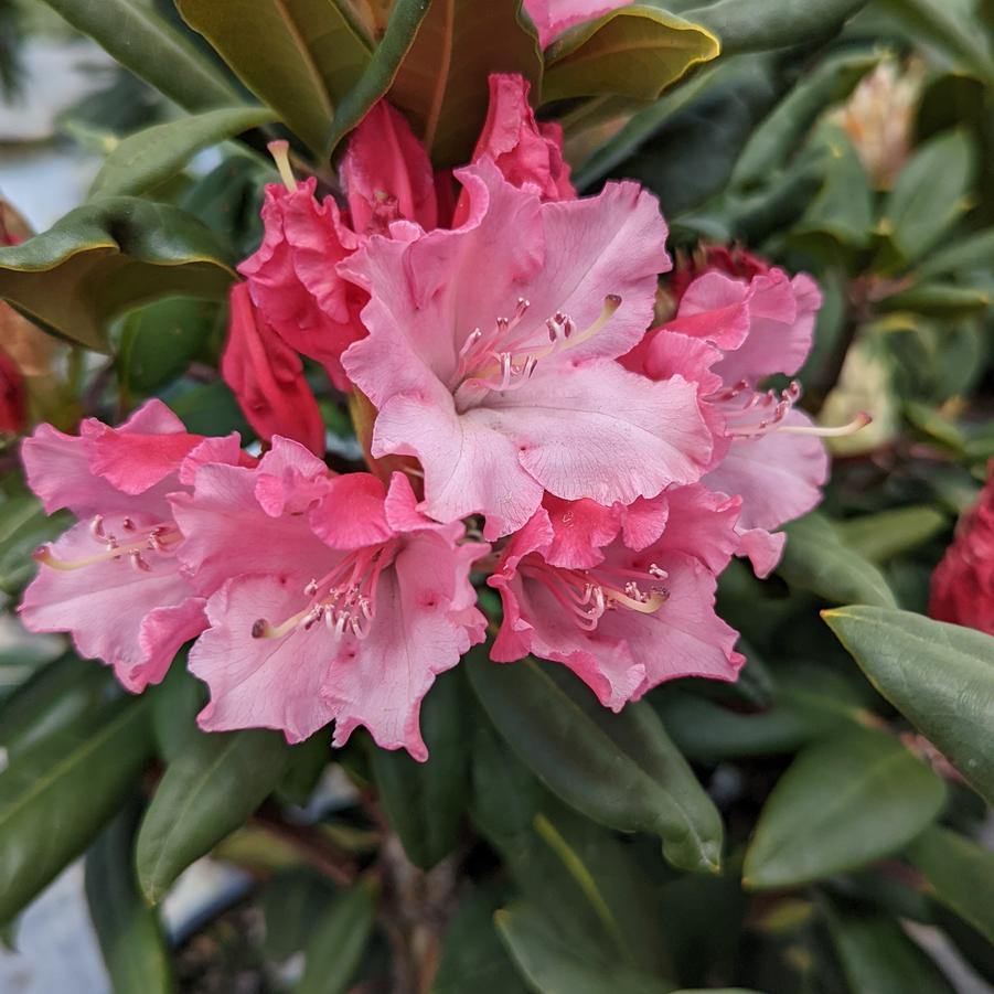 Rhododendron x Dandy Man Color Wheel®