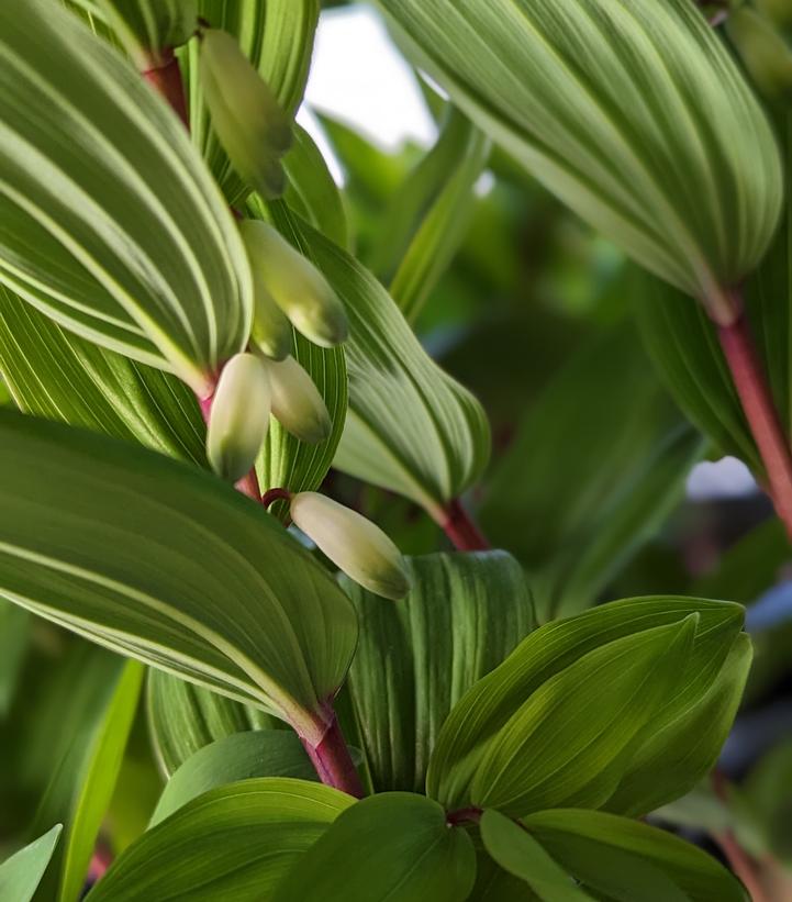 Polygonatum odoratum 'Ruby Slippers'