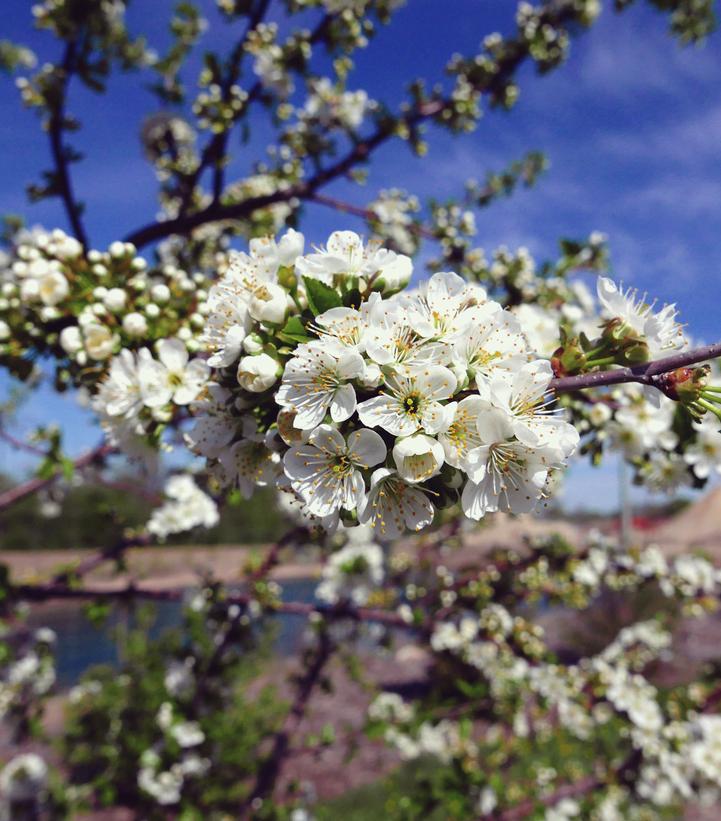 Prunus Sweet Cherry Pie™