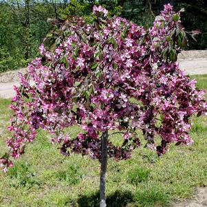 Malus Ruby Tears