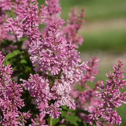 Syringa x Little Lady™