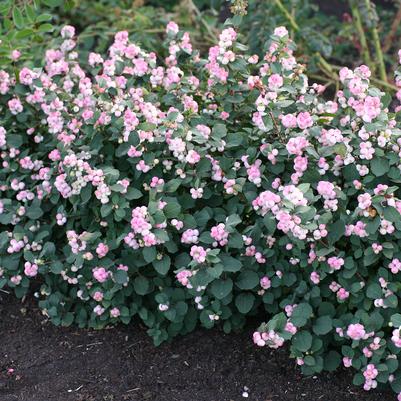 Symphoricarpos door. Pinky Promise™