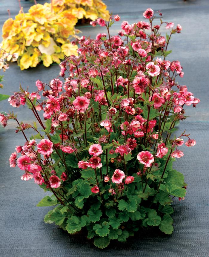 Geum Tempo™ Rose