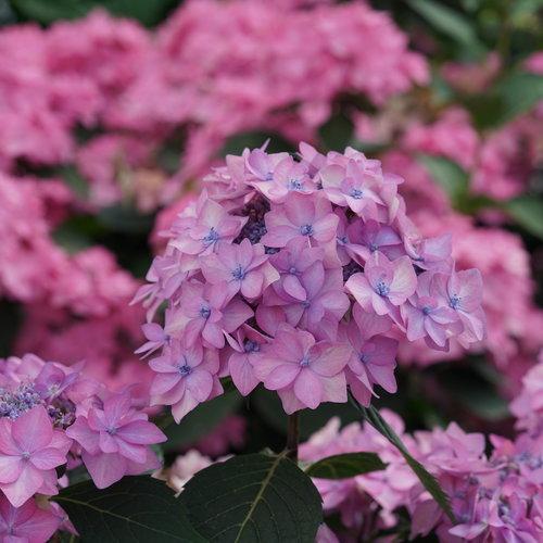 Hydrangea mac. subsp. serrata Let's Dance Can Do®