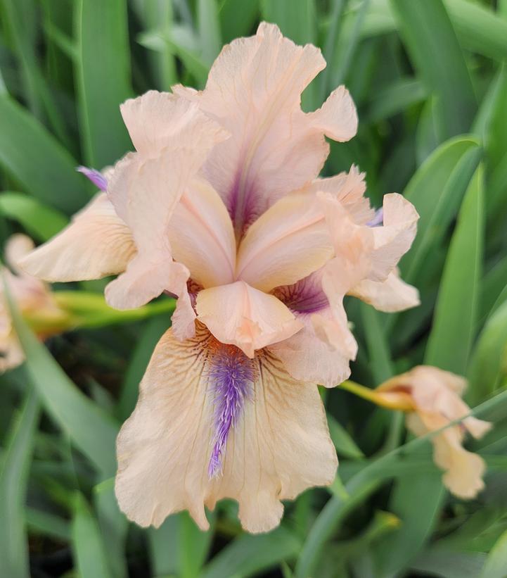 Iris germanica 'Invitation'