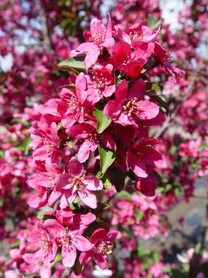 Malus X 'Prairiefire'