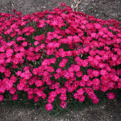 Dianthus hybrid 'Paint the Town Red'