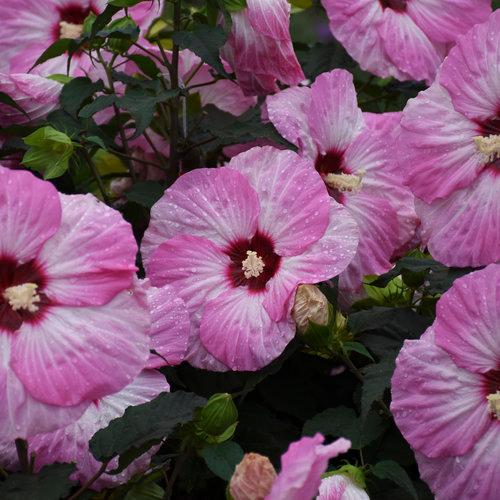 Hibiscus hybrid Summerific® 'Spinderella'