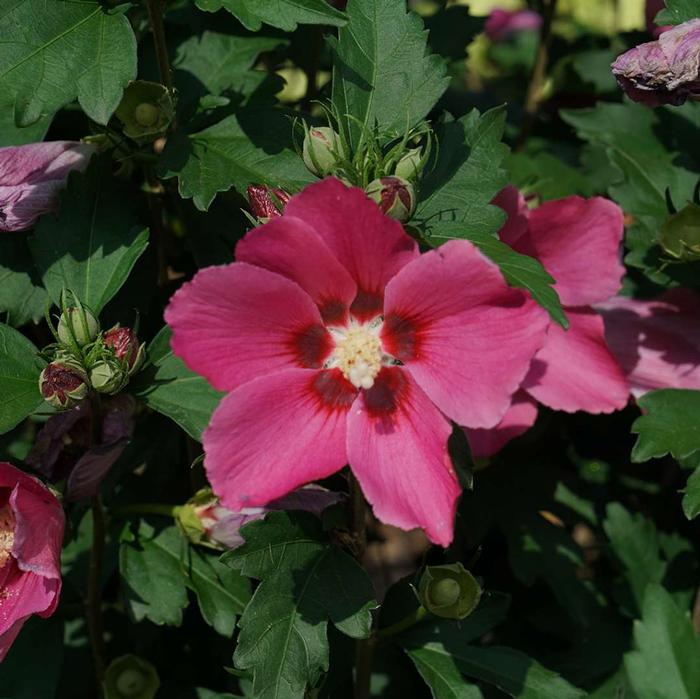 Hibiscus syriacus Paraplu Rouge™