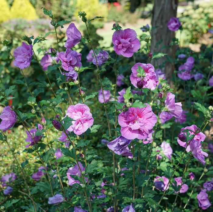 Hibiscus syriacus Dark Lavender Chiffon®