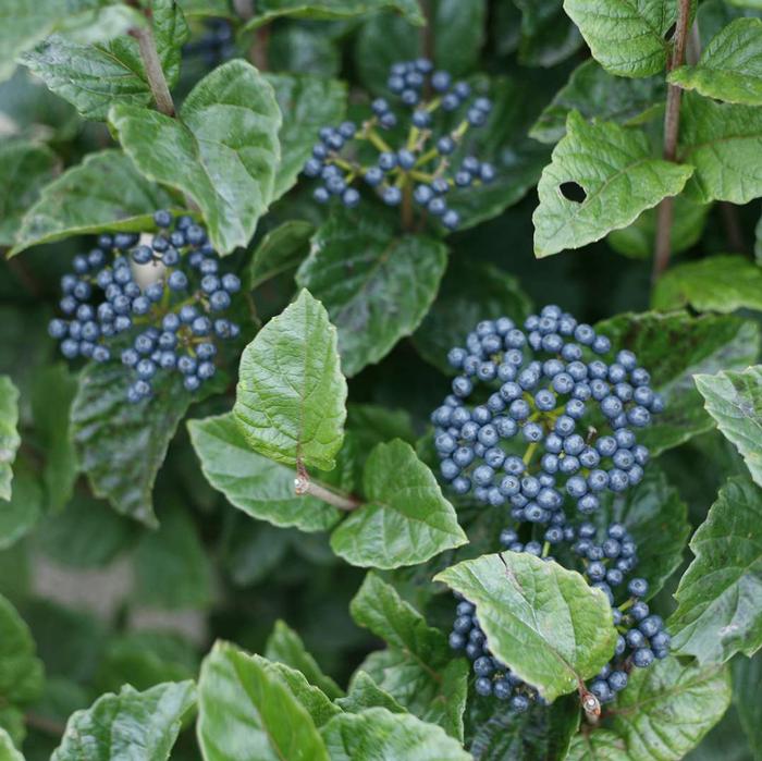 Viburnum dentatum var. deamii Glitters & Glows®