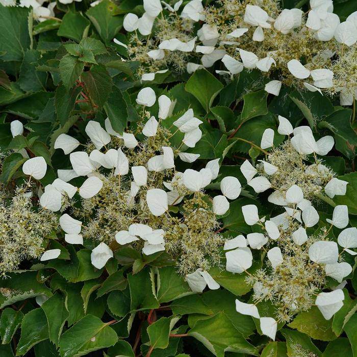 Schizophragma hydrangeoides Flirty Girl®