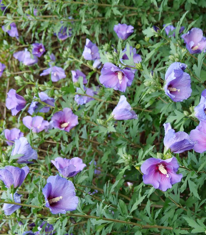 Hibiscus x Paraplu Violet®