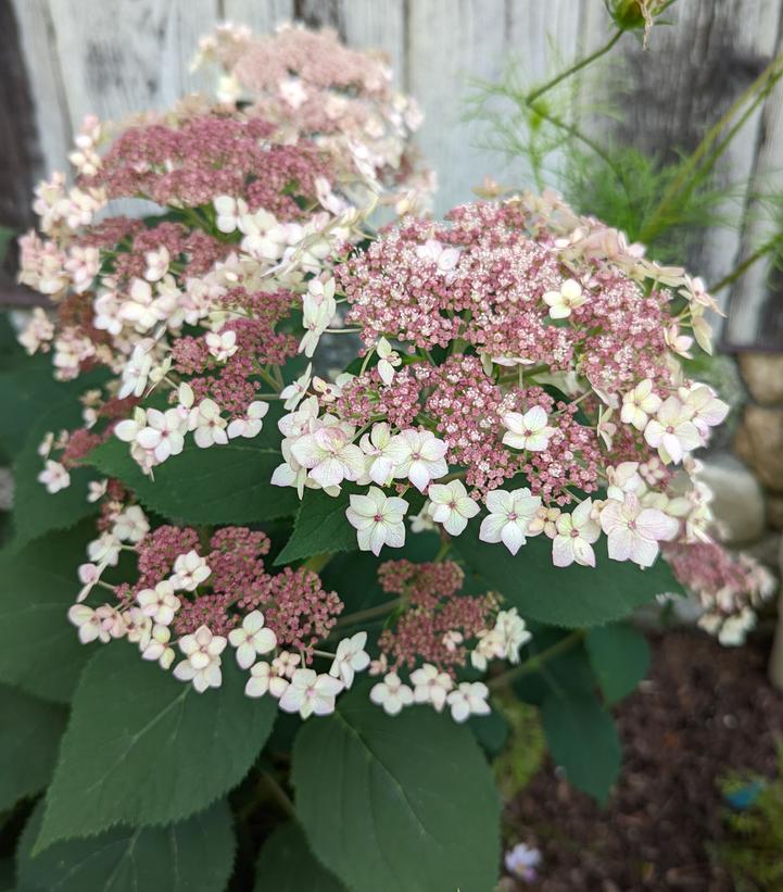 Hydrangea arborescens Pinky Pollen Ring™