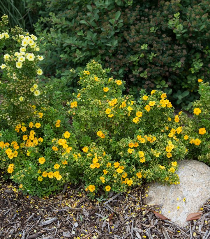 Potentilla fruticosa Marmalade®