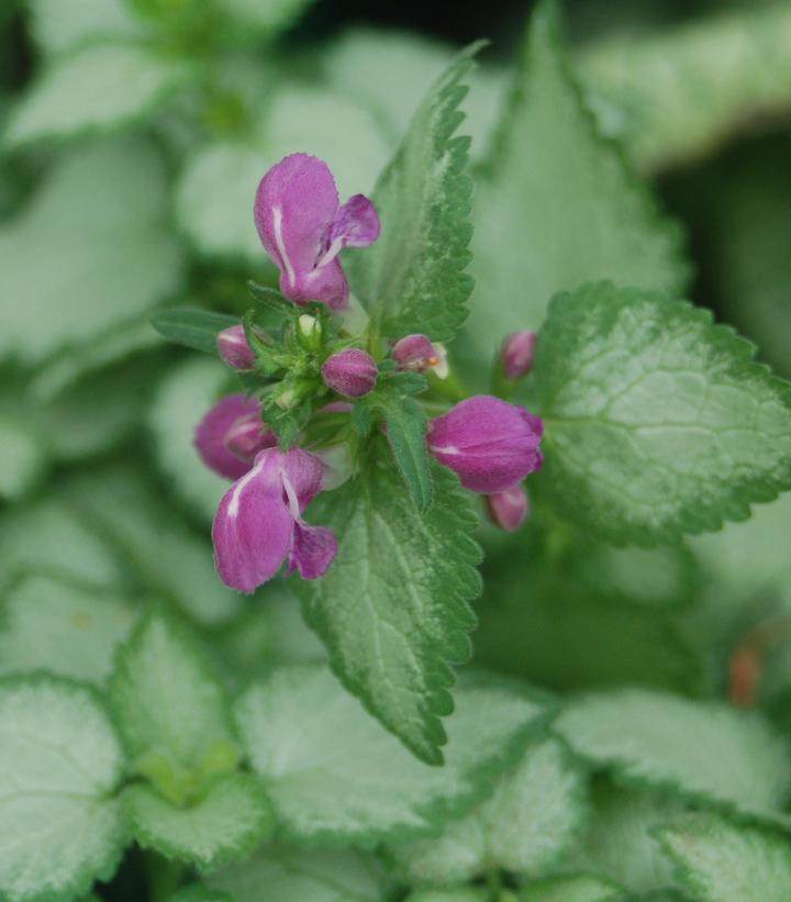 Lamium maculatum 'Purple Dragon'