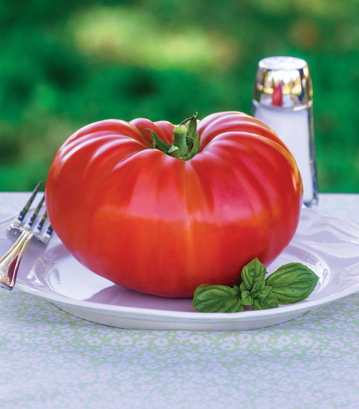 Tomato `Steakhouse`