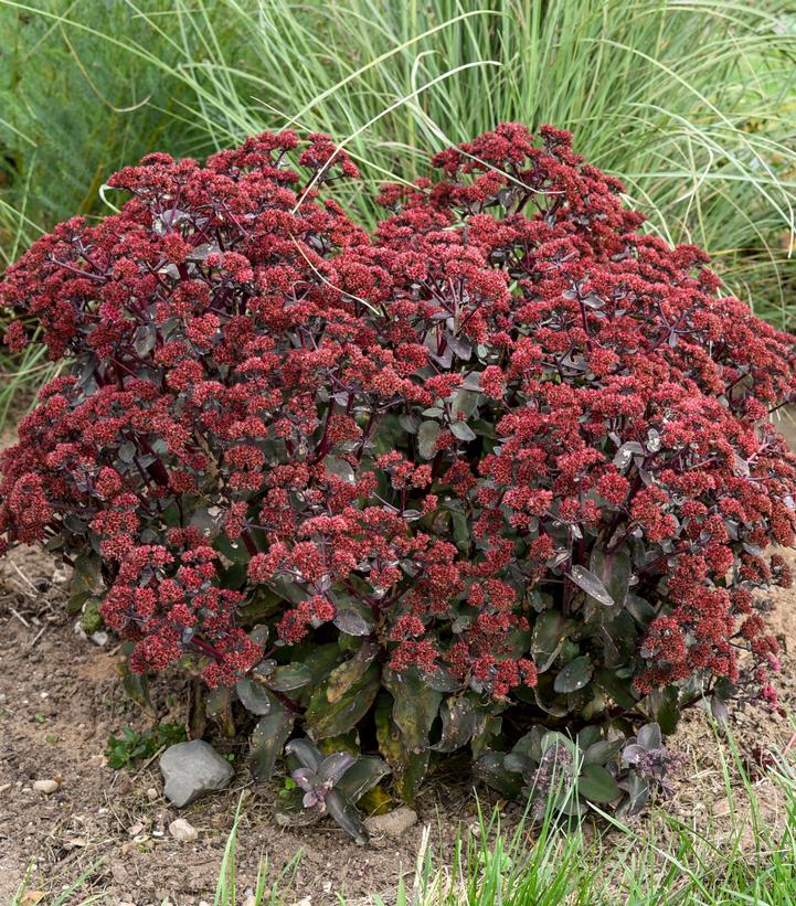 Sedum hybrida 'Strawberry MIlkshake'