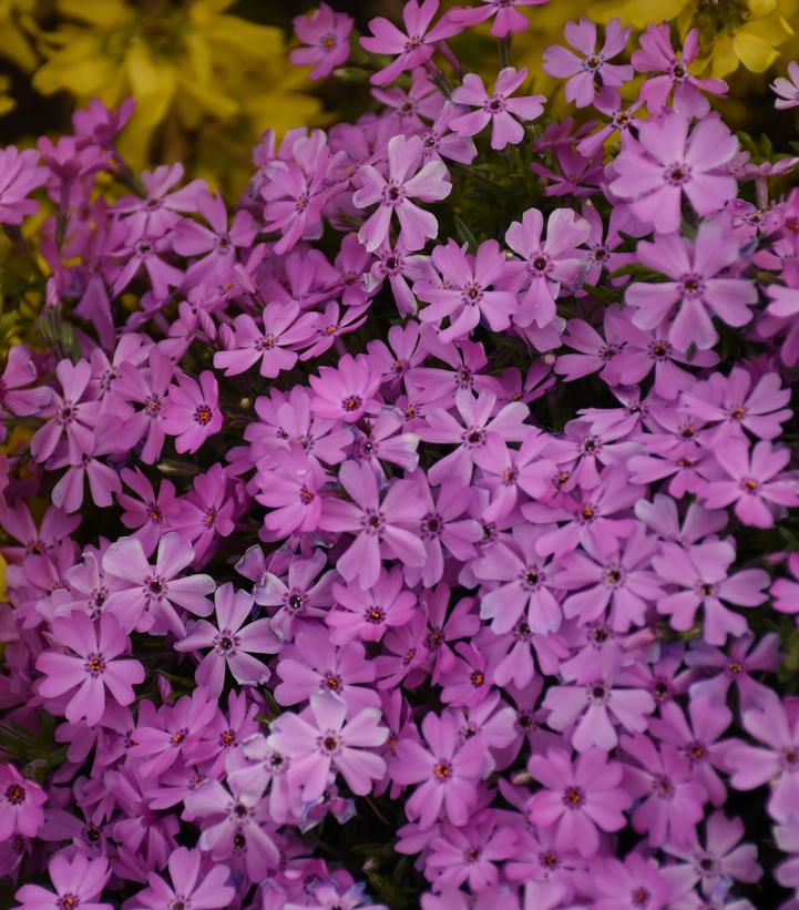 Phlox x 'Rocky Road Pink'