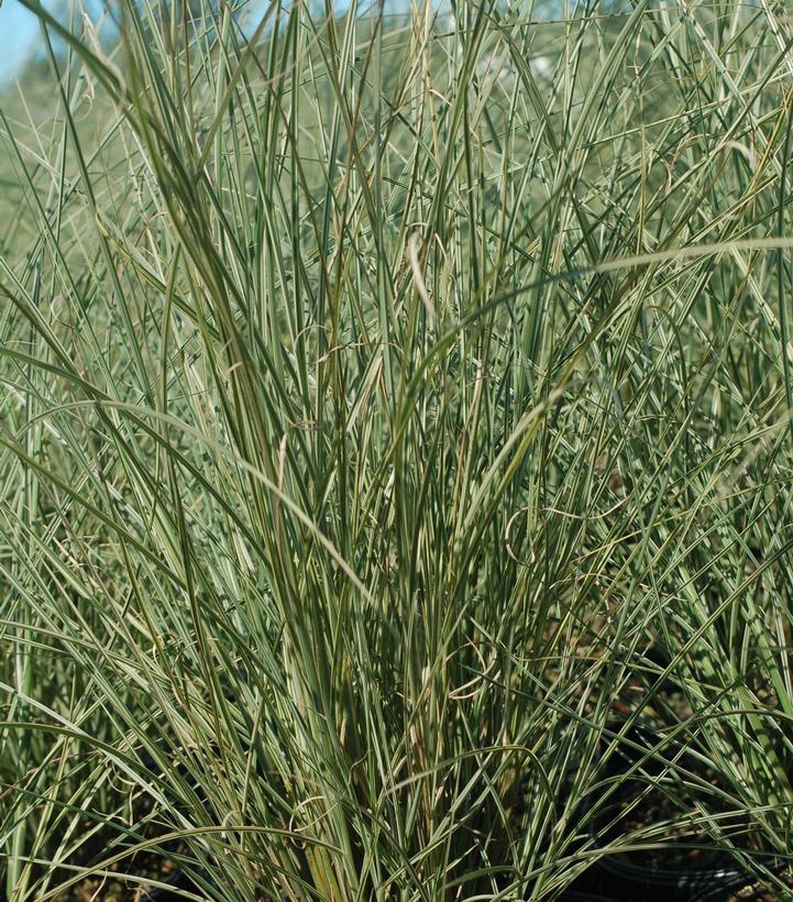 Miscanthus sinensis 'Morning Light'