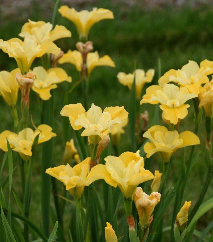 Iris sibirica 'Sunfisher'