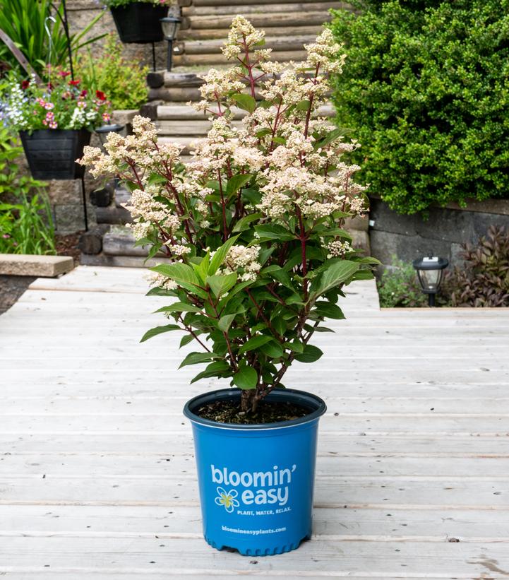 Hydrangea pan. Torch