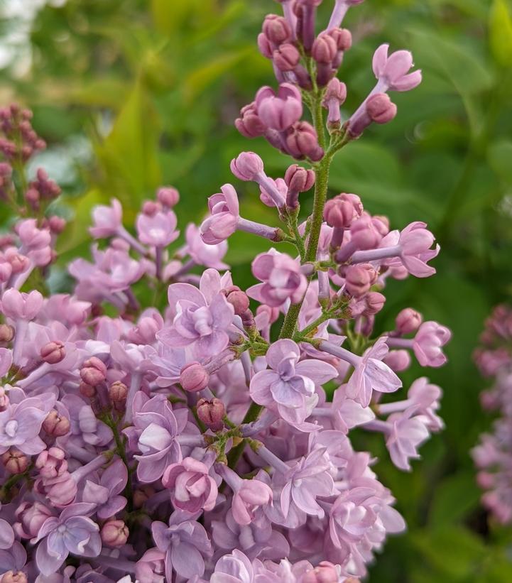 Syringa vulgaris 'Paul Thirion'