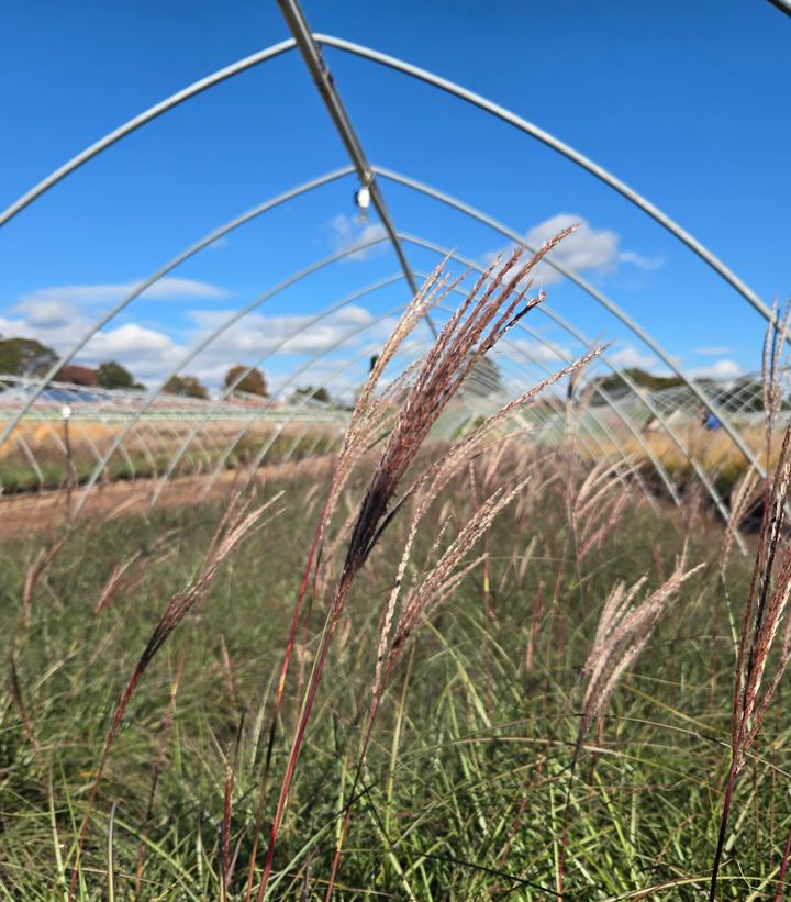 Miscanthus sinensis 'Adagio'