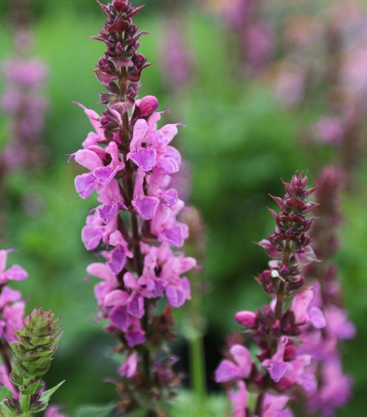 Salvia nemorosa Marvel Series 'Rose Marvel'