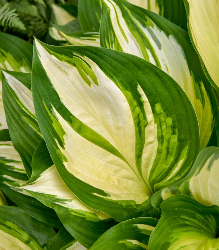 Hosta hybrid Shadowland® 'Miss America'