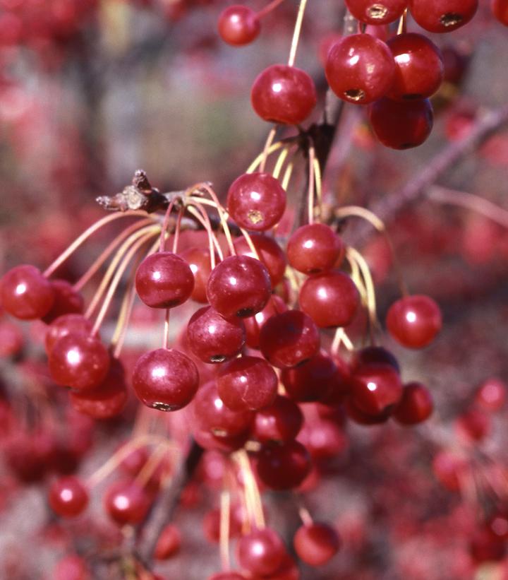 Malus x 'Red Jewel'