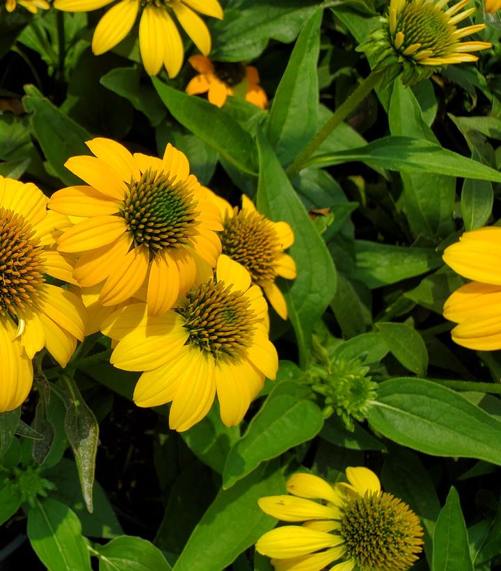 Echinacea Artisan™ Yellow Ombre