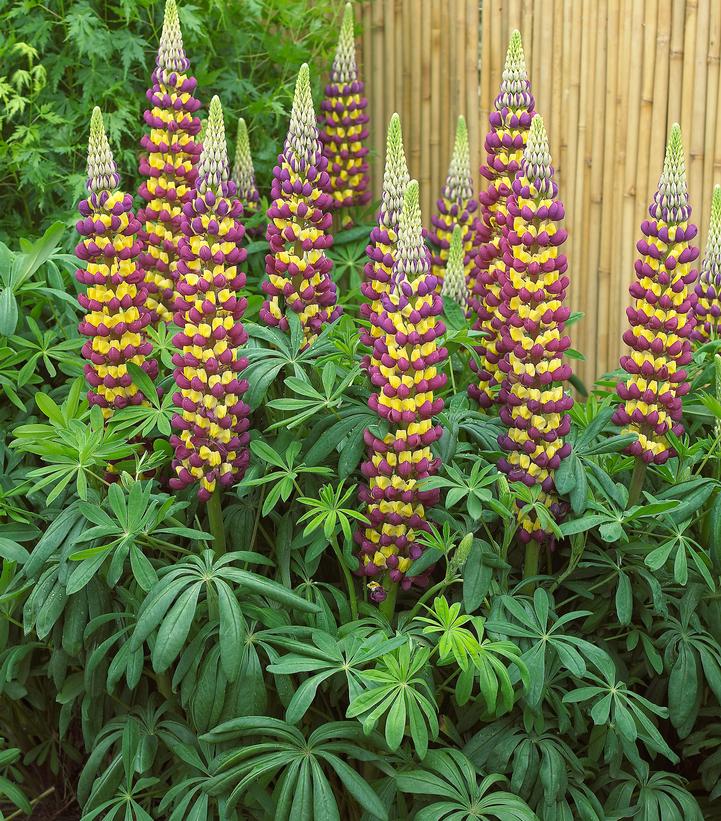 Lupinus polyphyllus Westcountry™ 'Manhattan Lights'