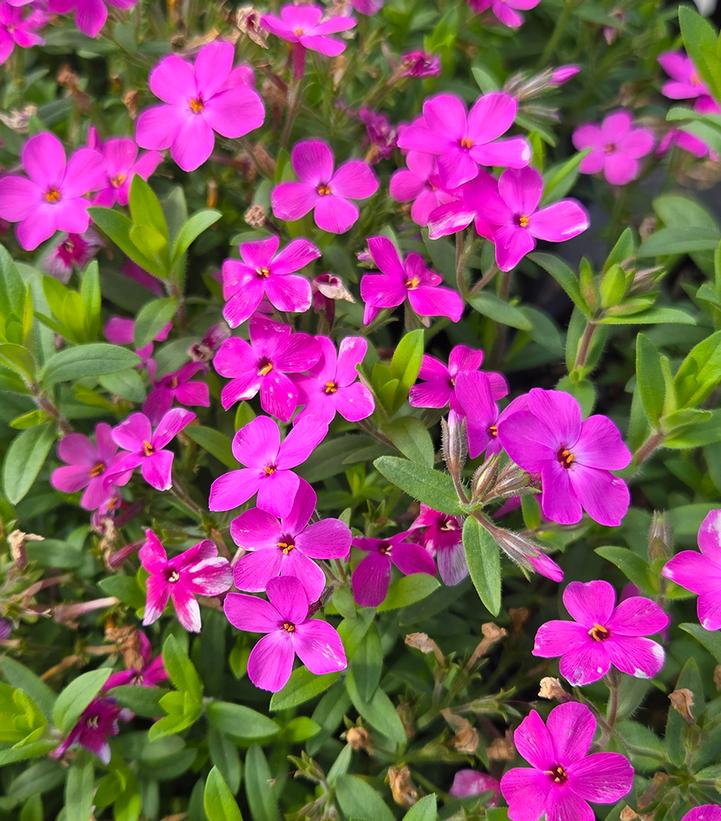 Phlox x 'Woodlander Pink'