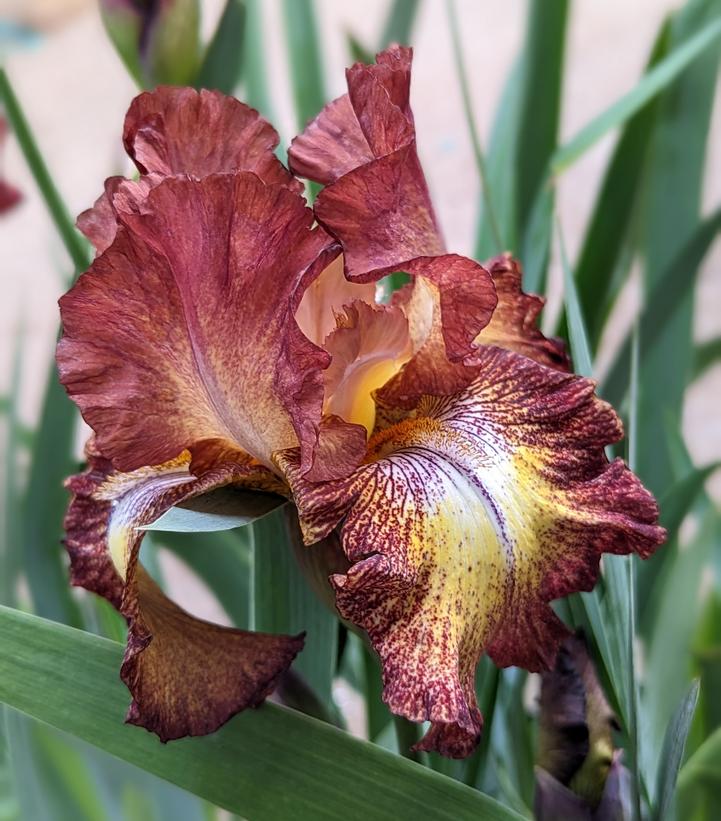 Iris germanica 'Paprika Fono'