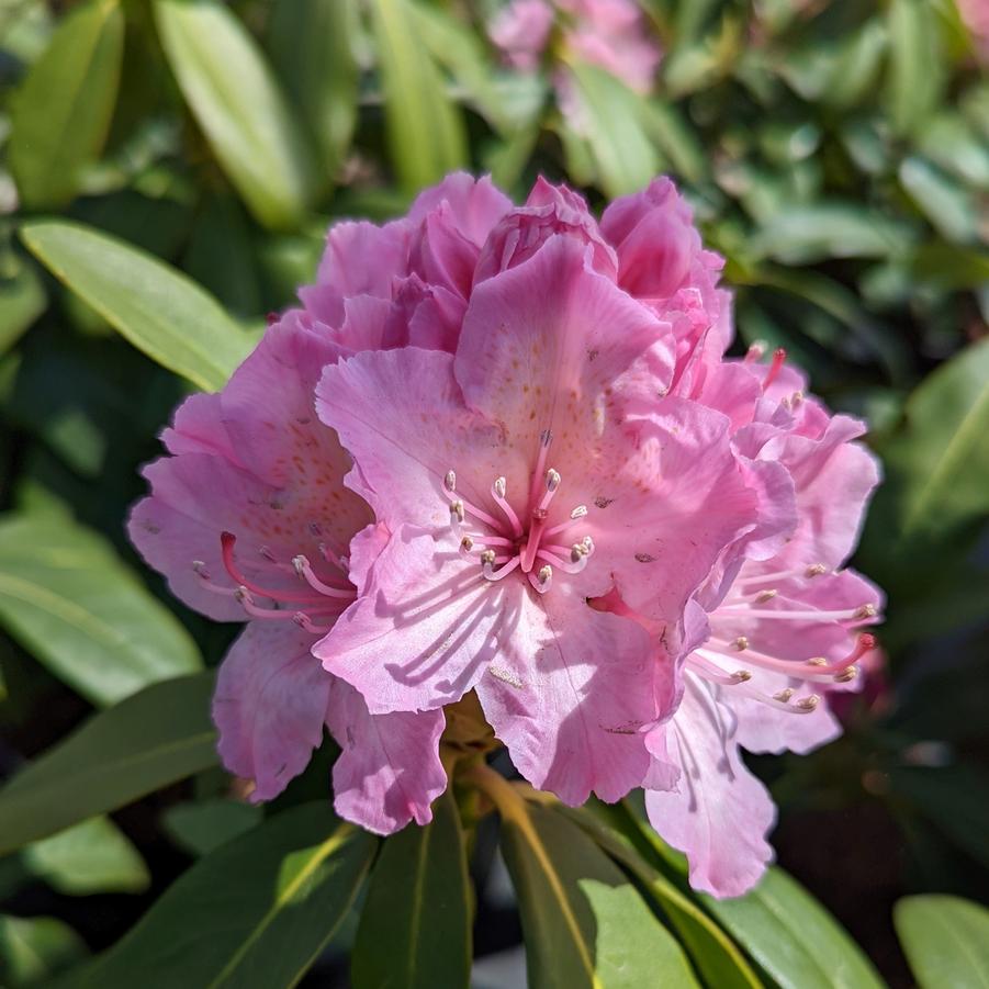 Rhododendron Holden's™ Fuchsia