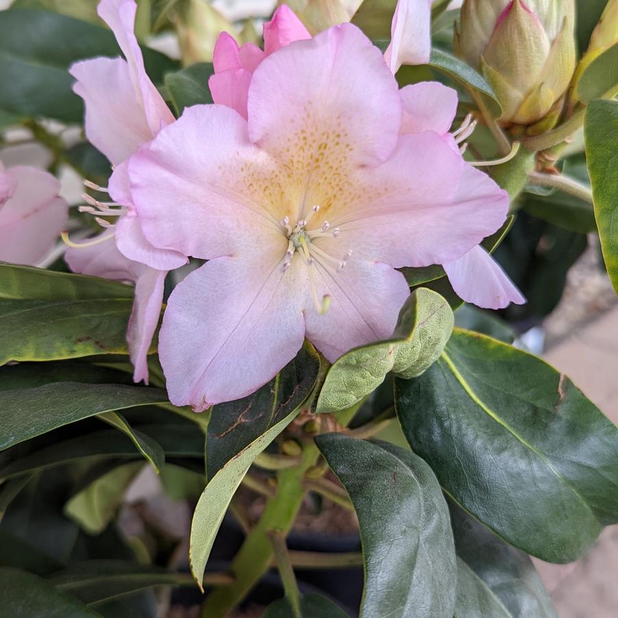 Rhododendron Holden's™ Peach