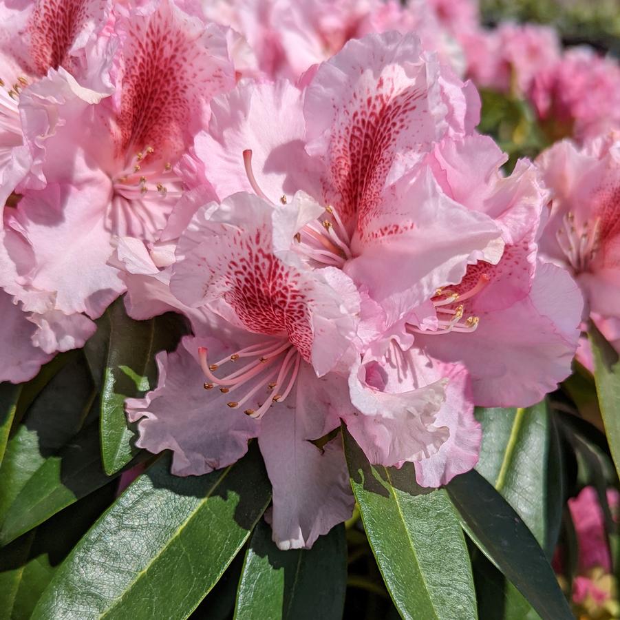 Rhododendron Holden's™ Pink Flare